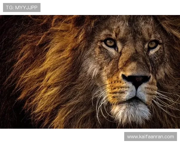 凯时人生就是赌:在不确定的世界中,如何用智慧和勇气赢得人生的胜利 凯时人生就是赌:在不确定的世界中,如何用智慧和勇气赢得人生的胜利